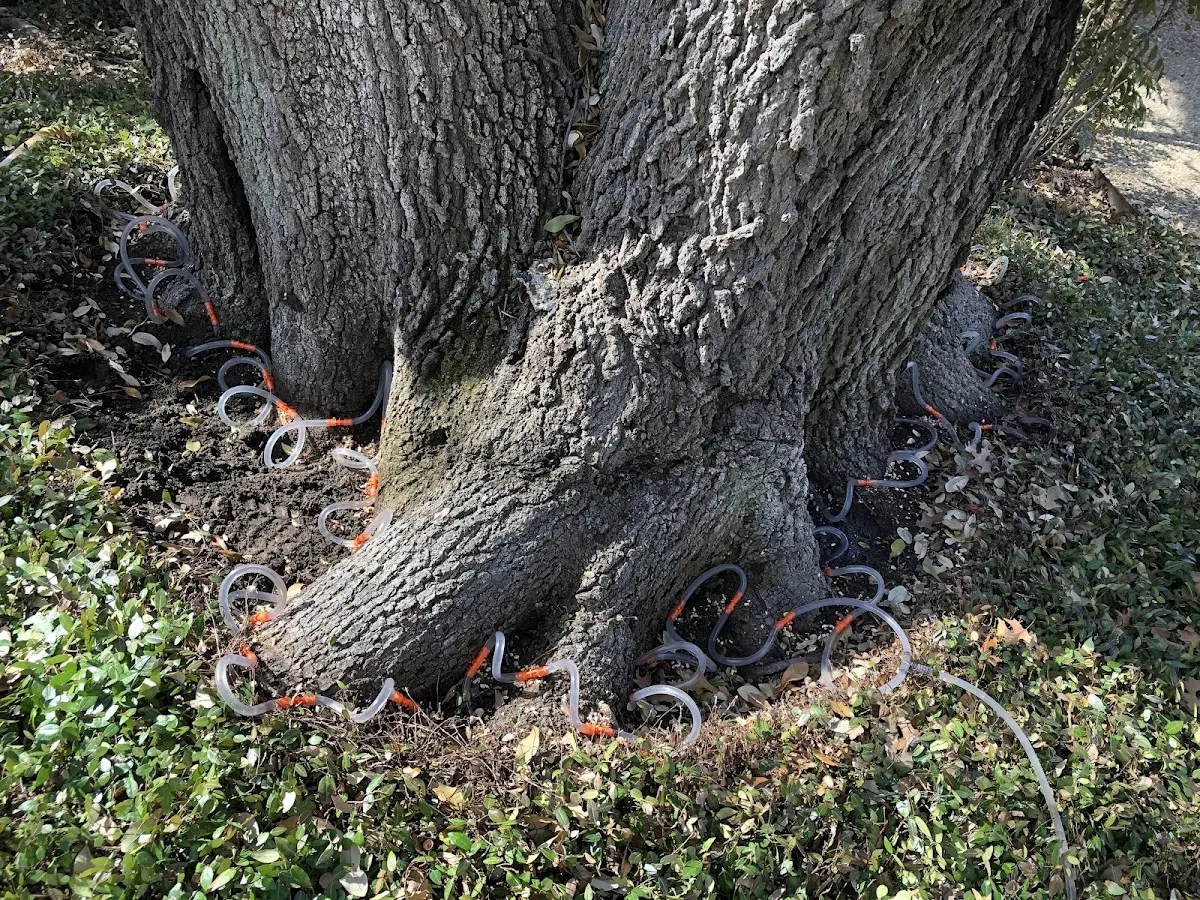 Detailed Tree Cabling and Bracing job site in Heart Butte