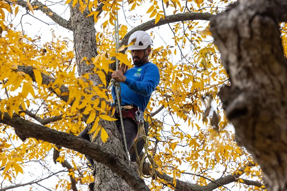 Skilled Tree Trimming crew working in Heart Butte
