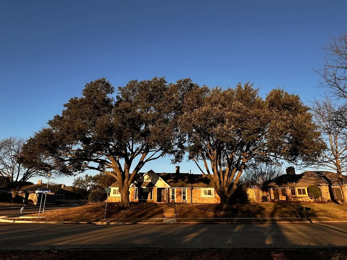 Established residential canopy tree shading a home in Heart Butte